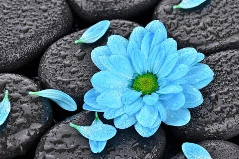Daisy on the stones of basaltic Stock-Fotos
