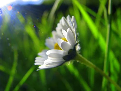 Daisy in the sun Foto stock
