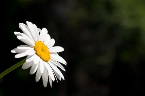 Daisy in the Sun Stock Photos