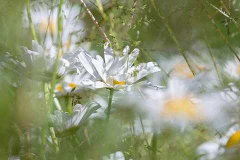 Daisy Sunshine Close Up Foto stock