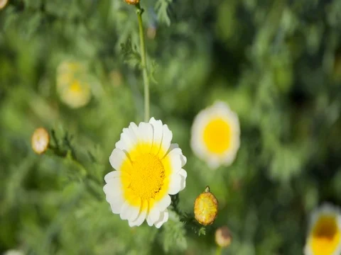 Daisy sways in the wind Stock Footage 78534096
