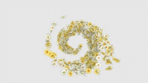 Daisy Swirl on Alpha Stock Footage 274335175