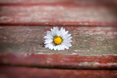 Daisy on table Stock Photos