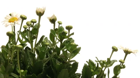 Daisy Time-lapse Stock Footage 54635846