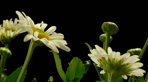 Daisy Time-lapse Stock Footage 54647288