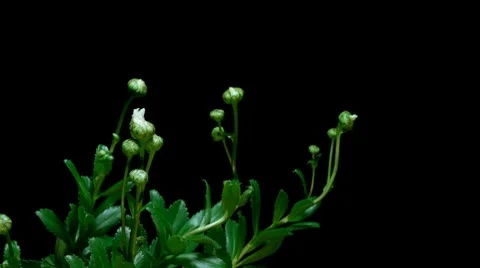 Daisy Timelapse Stock Footage 7909552