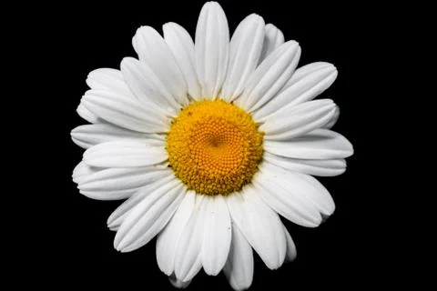 Daisy Top 写真素材