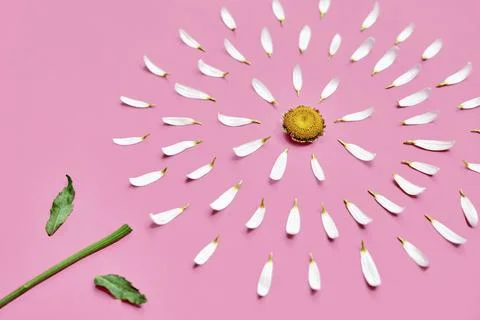 Daisy with torn off petals on pink background. Hair loss concept Stock Photos