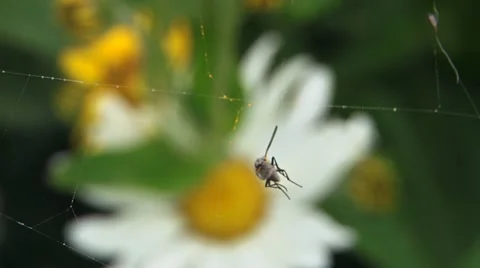Daisy to Trapped Struggling Fly on Spiderweb Video stock 11696241