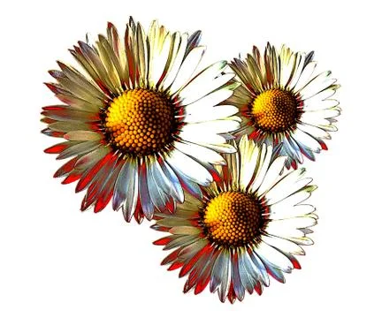 Daisy Trio Graphic Stock Illustration