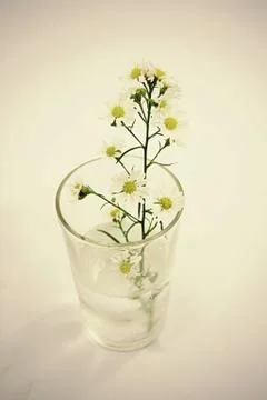 Daisy in a vase Stock Photos