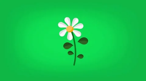 Daisy  - Vector Graphics - Food Animation - green Stock Footage 61297463