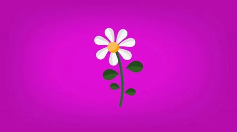 Daisy  - Vector Graphics - Food Animation - hard pink Stock Footage 61297471