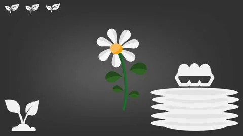 Daisy  - Vector Graphics - Food Animation - grey Stock Footage 61297474
