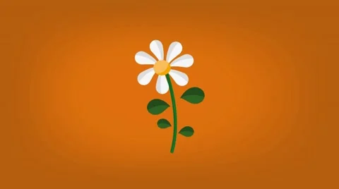 Daisy  - Vector Graphics - Food Animation - orange Stock Footage 61297488