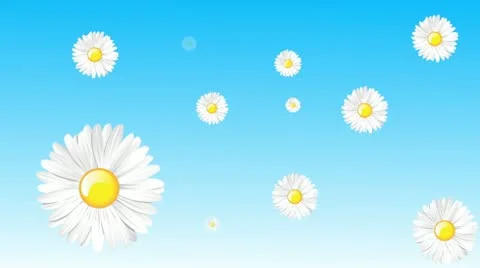 Daisy Wallpaper Stock Footage 21257101