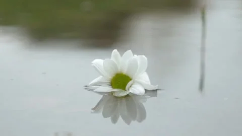 Daisy on the Water Stock Footage 133526761