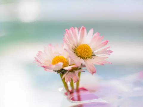 Daisy in the Water Stock Photos
