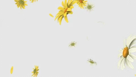 Daisy Whisper Loop Stock Footage 305239184