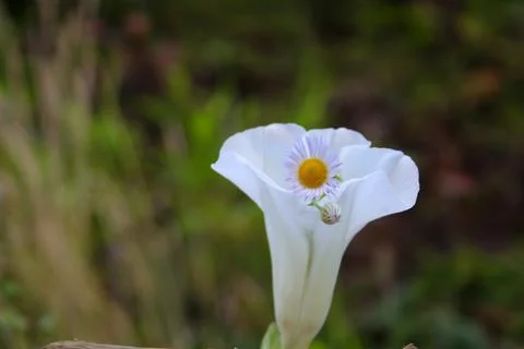 Daisy in white flower Stock Photos