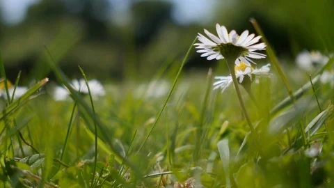 Daisy wild flowers 4K Stock Footage 107942440