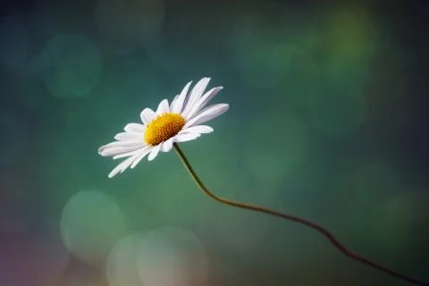 Daisy wildflower Stock Photos
