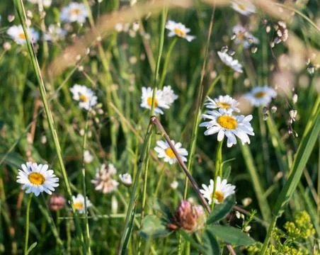 Daisy wildflowers in a summer meadow Stock Photos