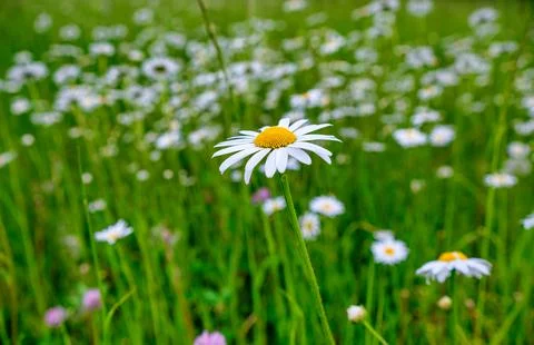 Daisy in the wind in close-up. Chamomile Plants, Tranquil Natural Background Stock-Fotos