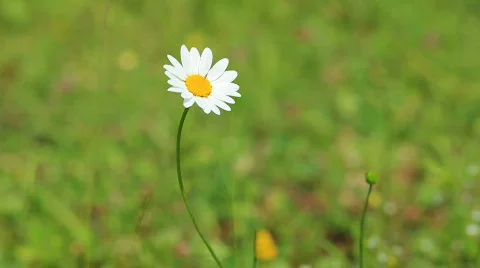 Daisy in the wind Stock Footage 476931