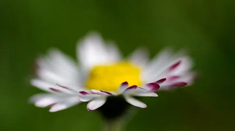 Daisy in the wind Stock Footage 49722597