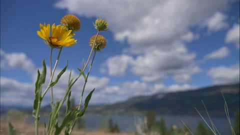 Daisy in Wind Valley Stock Footage 238360371