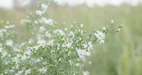 Daisy in the winds Stock Footage 239096718
