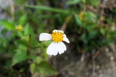 Daisy Without A Few Petals Stock Photos