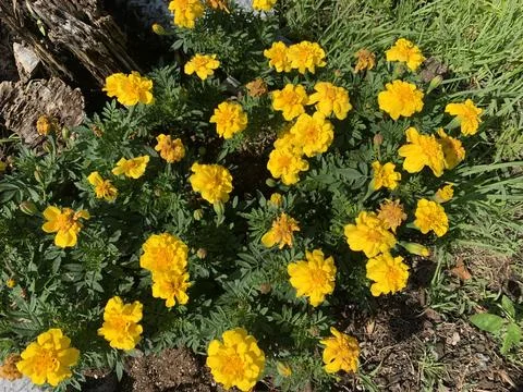 Daisy Yellow  Stock Photos