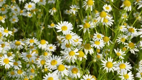 Daisy10 Stock Footage 338358700