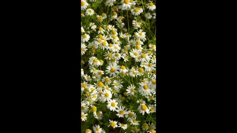 Daisy11 Stock Footage 338358728