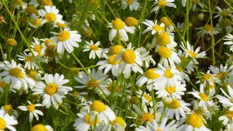 Daisy12 Stock Footage 338358741