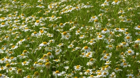 Daisy13 Stock Footage 338358859