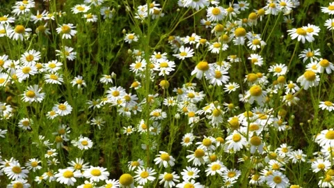 Daisy3 Stock Footage 338358335