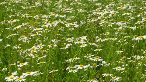 Daisy4 Stock Footage 338358332