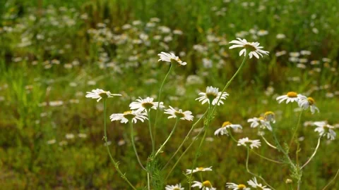 Daisy7 Stock Footage 338358426