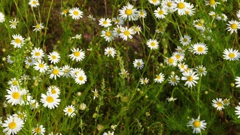 Daisy9 Stock Footage 338358600