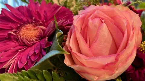 DaisyRose Stock Photos