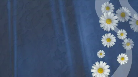 Daisys BK HD Stock Footage 335016