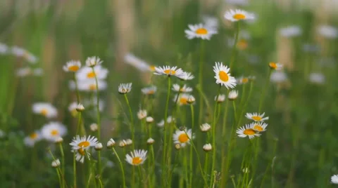 Daisys Blowing in the Wind Stockbeeldmateriaal 53202983