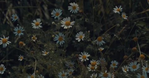 Daisy's Blowing In Wind Stock Footage 93900982
