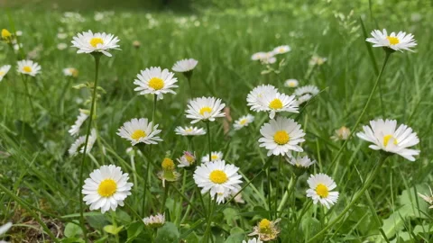 Daisy's Blowing in the Wind Video stock 241982871