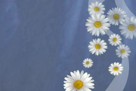 Daisys On Blue Stock Footage 335017