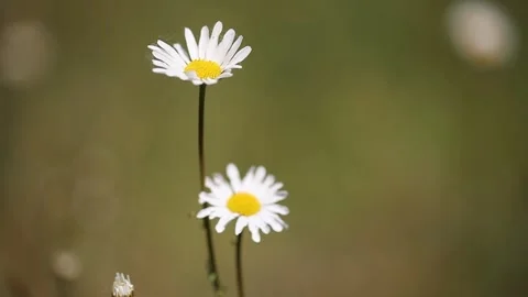 Daisy's in a field Stock Footage 131536750