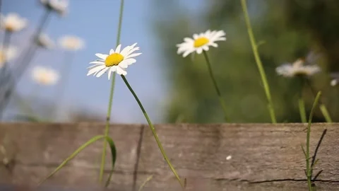 Daisy's in a field Stock Footage 131537571